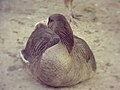 White-fronted goose