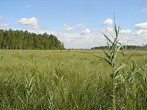 Болотний масив Переброди, низинне осокове болото.JPG