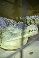Женски нилски крокодил во Зоо Скопје