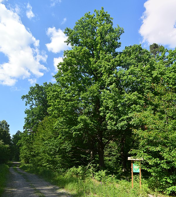 File:Сосново-дубові насадження DSC 0058 stitch.jpg