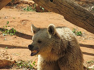 דוב חום סורי Ursus arctos syriacus.jpg