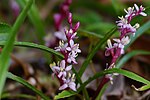 Miniatura para Reineckea carnea