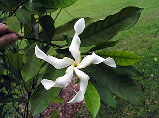 <i>Tabernaemontana macrocarpa</i> Species of plant