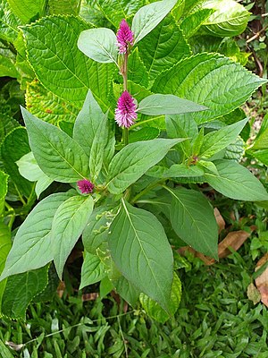 Celosia Argentea: Descripción, Cultivo, Usos