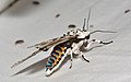 - 8146 – Hypercompe scribonia – Giant Leopard Moth (27189185813).jpg