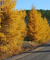 Larix laricina u jesen (Vermont)