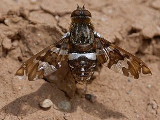 Exoprosopa caliptera in Great Sand Dunes National Park, Colorado, US - note the silvery mirror stripes formed by patches of specialized hairs modified into reflecting scales 1500exoprosopacaliptera DSC6698 DxO.jpg