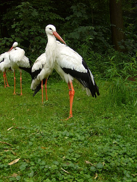 File:2011-07-05 Zoo Rostock 05.jpg