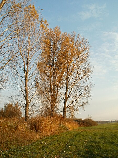 File:20111101Populus x canadensis7.jpg