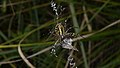 Wespenspinne, Weibchen - Argiope bruennichi