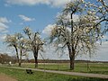 Alte Hochstamm-Birnbäume bieten Lebensraum für viele Vögel.