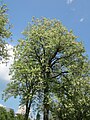 Gewöhnliche Robinie (Robinia pseudoacacia)