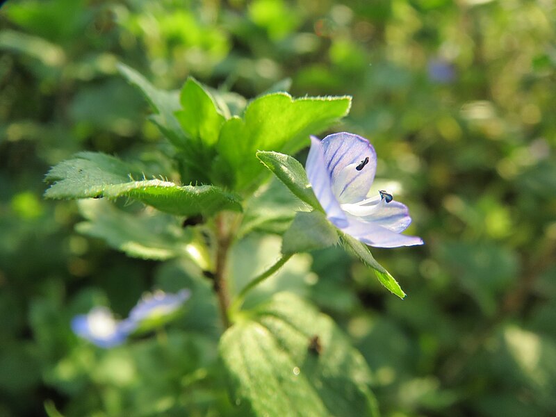 File:20131022Veronica persica5.jpg