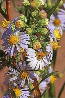 <i>Symphyotrichum eatonii</i> A flowering plant in the family Asteraceae native to western and central North America