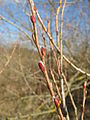 Salix purpurea? an einem anderen Standort (5 km entfernt)