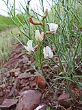 Miniatura para Astragalus convallarius