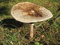 Macrolepiota Procera: Istoric, Descriere, Confuzii