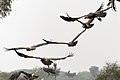 20191213 Gyps fulvus, Jor Beed Bird Sanctuary, Bikaner 0935 8320.jpg
