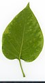 * Nomination Syringa vulgaris. Leaf abaxial side. --Knopik-som 01:31, 10 September 2021 (UTC) * Promotion  Support Good quality -- Johann Jaritz 03:00, 10 September 2021 (UTC)