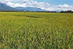 Reisfelder in Helesu (Mai 2021)