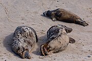 Seals at Horsey Dunes in Norfolk, United Kingdom.