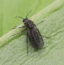 2021 05 06 Dasyhelea incisurata1a.jpg