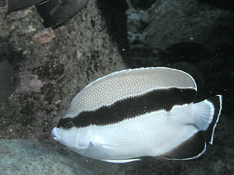 Injel belang hitam-putih