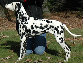 Black-and-white dogs