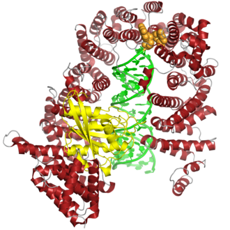 The human exportin-5 protein (red) in complex with Ran-GTP (yellow) and a pre-microRNA (green), showing two-nucleotide overhang recognition element (orange). From PDB: 3A6P . 3a6p xpo5 ran miRNA.png