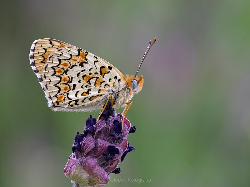 File:49-Ventisiete-de-mayo-de-dosmildieciocho-por-fin-las-mariposas-cuarentainueve-Web (42701890241).jpg