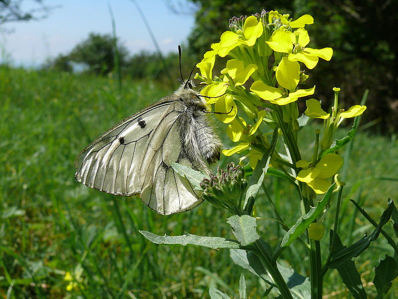 File:795 Schwarzer Apollo-Parnassius mnemosyne.jpg