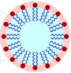 A lipid micelle.png