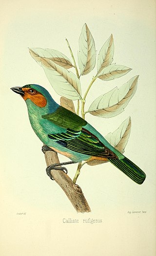 <span class="mw-page-title-main">Rufous-cheeked tanager</span> Species of bird
