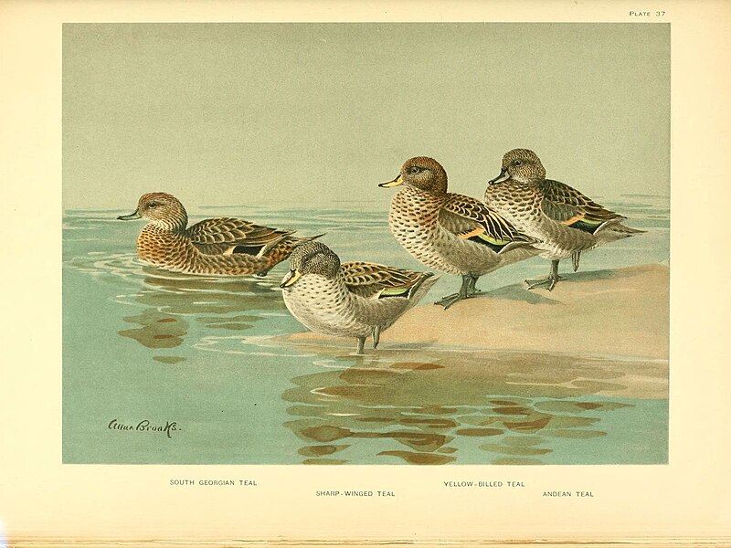 File:A natural history of the ducks (6276091519).jpg