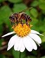 * Nomination Bee on Asteraceae flower. --Filo gèn' 00:31, 25 July 2019 (UTC) * Decline  Oppose Insufficient quality. Small, grainy --Podzemnik 03:46, 25 July 2019 (UTC)