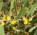 Acacia redolens 4.jpg