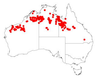 <i>Acacia retivenea</i> Species of legume