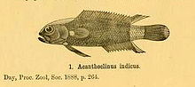 Miniatura para Acanthoplesiops indicus