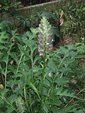 Thumbnail for Acanthus hungaricus