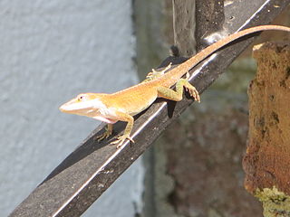 File:Anolis extremus-f01.jpg - Wikipedia