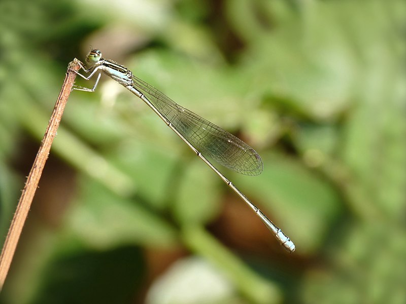 File:Aciagrion occidentale at Kadavoor.jpg