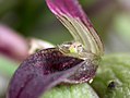 Acianthera translucida