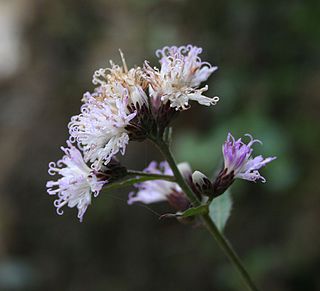 <i>Acilepis</i> Genus of flowering plants