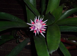 <i>Aechmea dealbata</i> Species of epiphyte