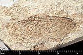 Aeschnophlebia miocenica Aeschnophlebia miocenica holotype MNHN.F.R10404 part side direct lighting.jpg