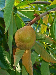 Aesculus glabra Ripe Fruit