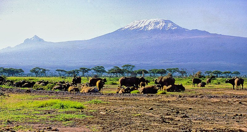 File:African (Cape) Buffalo in front of Mt. Kilimanjaro, Amboseli National Park, Kenya (16819565008).jpg
