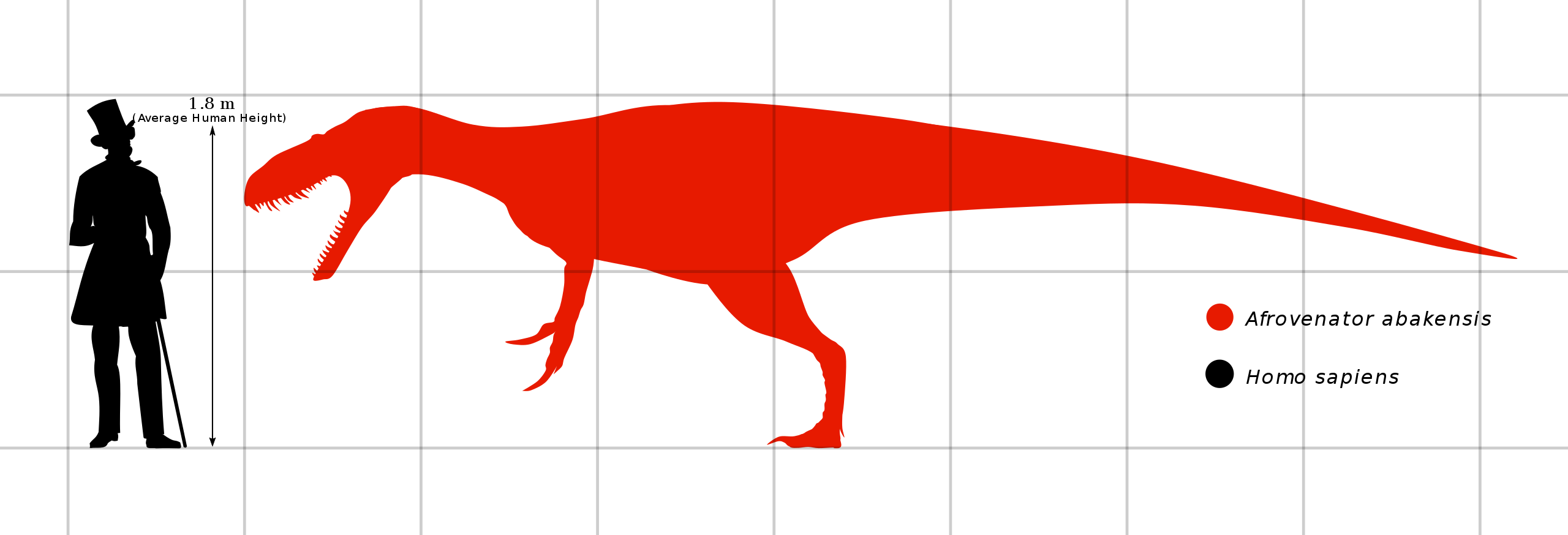 File:Afrovenator Size Comparison PaleoGeek.svg - Wikipedia