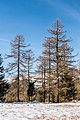 * Nomination Landscape with larches in Seebachern, Albeck, Carinthia, Austria --Johann Jaritz 02:59, 5 December 2017 (UTC) * Promotion Good quality. PumpkinSky 03:04, 5 December 2017 (UTC)