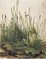 Pala ruohikkoa, akvarelli, 1503